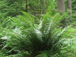 Image result for Dryopteris kilemensis
