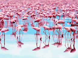 Why Are Flamingos The Color Pink