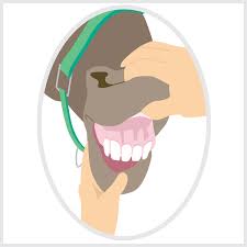 Image result for Capillary Refill