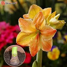 Rare Amaryllis Bulbs Hippeastrum Bulbs Amaryllis Flower 2 Bulbs Want Additional Info Click On The Image Bulb Flowers Amaryllis Flowers Amaryllis Bulbs