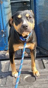 Lost dog near Stonehenge, need help finding family?