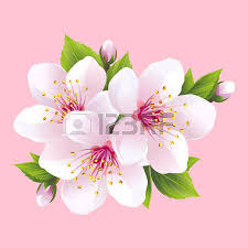 Dessin Fleur Cerisier Direction Generale De La Floraison Blanche Sakura Cerisier Japonai Fleur De Cerisier Dessin Fleur De Cerisier Japonais Cerisier Japonais