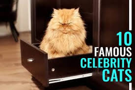 However, can cats eat corn? Can Cats Eat Popcorn Is Popcorn Safe For Cats Petmoo
