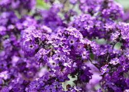 Leaves develop around the base and at along the stems, and have 2, 3 or 4 sets of huge flaps along their edges, with either adjusted or pointed tips. 62 Types Of Purple Flowers With Pictures Flower Glossary
