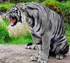 Meet The Unique Black Tiger Maltese Tiger Albino Animals Melanistic Animals