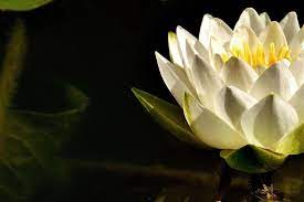 White Flower Water Lily Flowers Petals Wallpaper Hd Flower Wallpaper Pink Flowers Wallpaper Lily Wallpaper