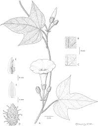 Image result for Ipomoea involucrata