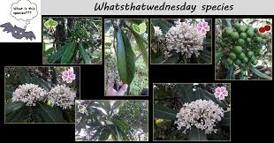 Image result for Gaertnera