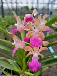 Image result for Kylicanthe
