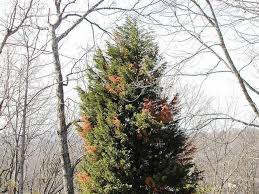 Maybe you would like to learn more about one of these? England Bot Canker Can Plague Leyland Cypress Trees Gainesville Times