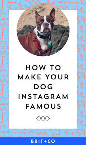 Anime username ideas dev episodesec chrollo lucilfer hunter x hunter hunter luc… read more. Instagram Names Ideas For Dogs