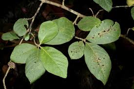 Image result for Turraea mombassana