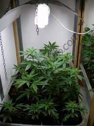 Your cannabis plants will grow stronger while using grow lights with higher ratio of blue light. Types Of Grow Lights For Indoor Cannabis Cultivation Alchimia Grow Shop