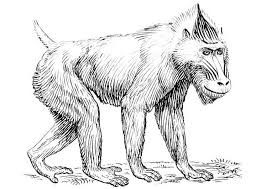 33+ baboon coloring pages for printing and coloring. Baboon 817 Animals Printable Coloring Pages