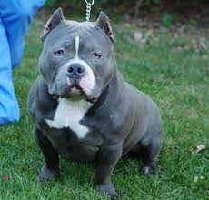 Birds For Sale In Ohio American Bully Puppies For Sale In Ohio American Bully For Sale American Bully Dog Lovers