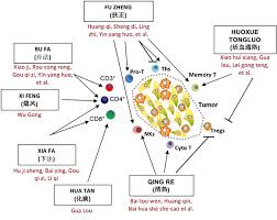 Frontiers Chinese Herbal Medicine And Its Regulatory Effects On Tumor Related T Cells Pharmacology