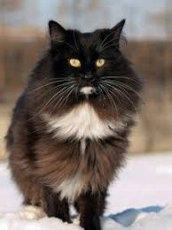 Free shipping on all items 👇. Norwegian Forest Kittens For Sale In Wisconsin Norwegian Forest Cat American Bobtail Cat Norwegian Forest Kittens