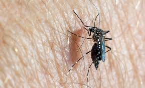 Image result for Dengue