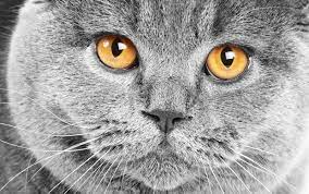 britanskij seryj kot foto grey cats beautiful cats grey cat wallpaper
