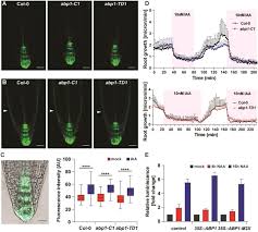 Results for camera 309 ep 1. Developmental Roles Of Auxin Binding Protein 1 In Arabidopsis Thaliana Sciencedirect