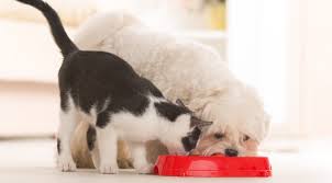 Maybe you would like to learn more about one of these? Pet Wellness Plans Near Me 22150 Colonial Animal Hospital