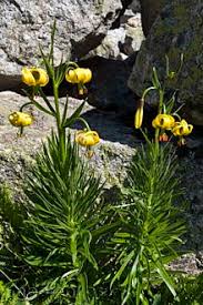 Planta liliácea, de flores grandes y hermosas : Julio Manuel Bernal Fotografia De Naturaleza