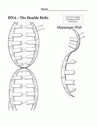Download ebook structure of dna and replication worksheet answer key dna replication across taxa presents the frequently overlooked story of the woman who helped discover the double helix structure of dna, detailing the contributions of scientist rosalind franklin to the work of watson, crick, and wilkins. Dna Coloring Page Worksheets 99worksheets