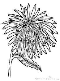 Black And White Aster Flower