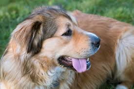 Golden shepherd puppies, huntingdon, pennsylvania. Golden Shepherd Dog Breed Health Temperament Training Feeding And Puppies Petguide