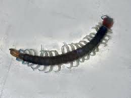 Jul 17, 2021 · scientists believe that the pincers may serve a role in mate selection or possibly protection since they look so intimidating. Centipedes And Pseudoscorpions Entomology