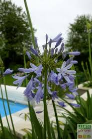 Bleues ou blanches, en pleine terre ou en pot , plantez des agapanthes ! Plantation D Une Agapanthe En Pot Conseils Jardipartage
