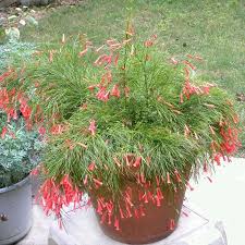 Coral Plant Plants Red Plants Plants Online