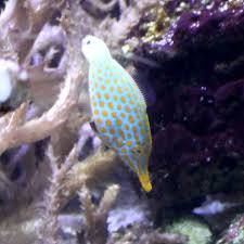 We did not find results for: Orange Spotted Filefish