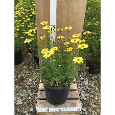 Image result for Cremaspora triflora