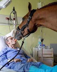 Gefallt 7 147 Mal 49 Kommentare Horse Funny Horse Collar Auf Instagram Write A Comment Expressing Your Love F In 2020 Horse Breeds Horses Largest Horse Breed