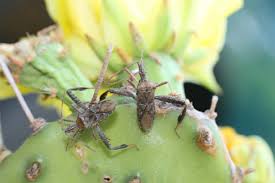 It is often quite impossible to diagnose which fungal organism is causing the spots, but often that is unimportant since treatments are generally the same. How To Get Rid Of Cactus Bugs Mitcityfarm
