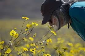 Maybe you would like to learn more about one of these? Rare Death Valley Super Bloom Carpets Desert With Color