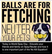 Most countries have a surplus of companion animals this next part is where a lot of the anti spay/neuter articles get their facts from: Pin By Crystal Mcfadden On Things I L O V E Sayings Quotes Spay Foster Dog Your Pet