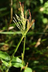 Image result for Arthraxon micans