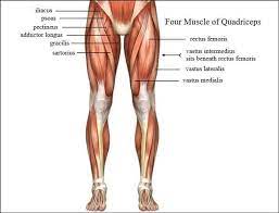These 101 diagramss are designed to guide you in studying the muscular system of the legs and feet work together to support, balance, and propel the body. Quadriceps Anatomy Anatomy Drawing Diagram
