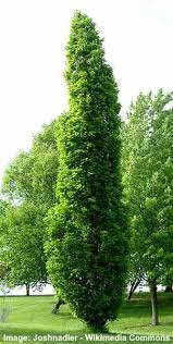 Its foliage is a rich green all year around. Amazing Columnar Trees The Best Tall Skinny Trees Pictures