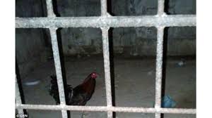 Maybe you would like to learn more about one of these? Seekor Ayam Ditangkap Dan Dimasukkan Ke Sel Tahanan Setelah Masyarakat Lapor Polisi Tribun Pekanbaru