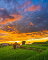 Pemandangan sawah akan terlihat indah ketika melihatnya di sore hari. Pin Oleh Indonesia Today Tab Di Creators Travel Photography May Week 2 Pemandangan Tempat