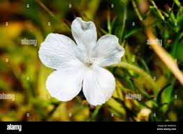 Image result for Rhamphicarpa