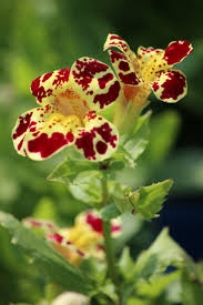 Image result for Mimulus