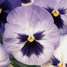 Pansy Matrix Blue Frost Flower Seeds Pansies Flowers Pansies Flower Seeds