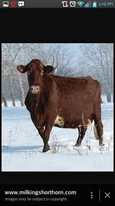 There Are Fee Milking Shorthorn That Can Survive Extreme Cold And Extreme Heat Cow Dairy Cows Cattle