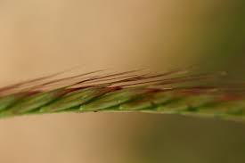 Image result for Enteropogon