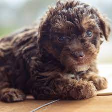 When they are puppies, socialize them with other canines and new people. 1 Yorkiepoo Puppies For Sale In Texas Uptown