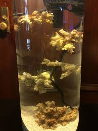 Tanacharison Tana S Pico Tower Nano Tank Tower Public Aquarium